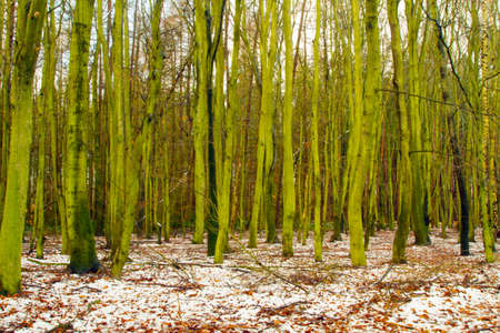 A small group of green sliver birch treesの写真素材