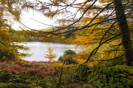View of Digley reservoir through the trees,at holmefirthの写真素材