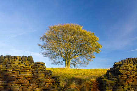 Lone autumn tree in a field in the sunshineの写真素材