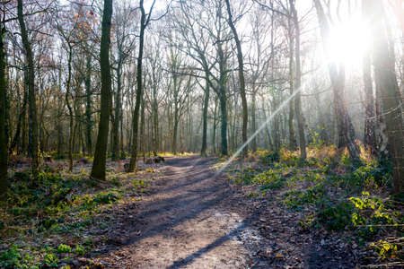 View of the suns rays on a path through the woods,の写真素材