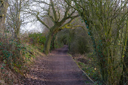 An arched path way through the trees in early sping