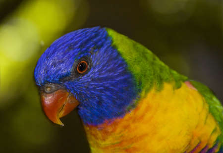 Close Up of a Colorful Australian Lorikeetの写真素材