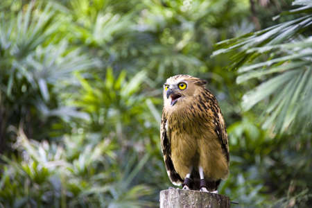 An owl prepares to fly to its trainerの写真素材