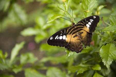 Butterfly at Sentosa Island park, Singaporeの写真素材
