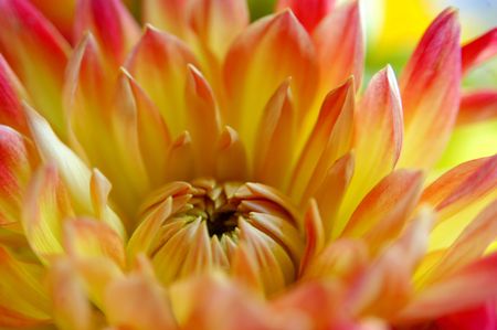 Flower macroの写真素材