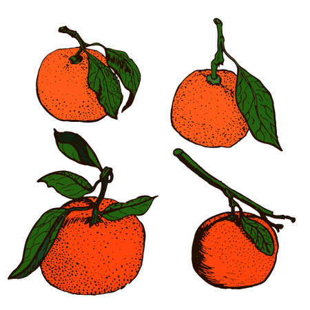 Tangerine sketchesのイラスト素材
