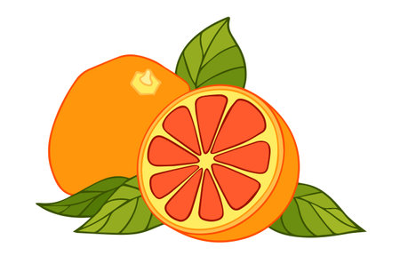 Grapefruit vector drawing. Summer fruit color illustration. Isolated hand drawn whole and half citrus and leaves. Botanical sketch of tropical foodのイラスト素材