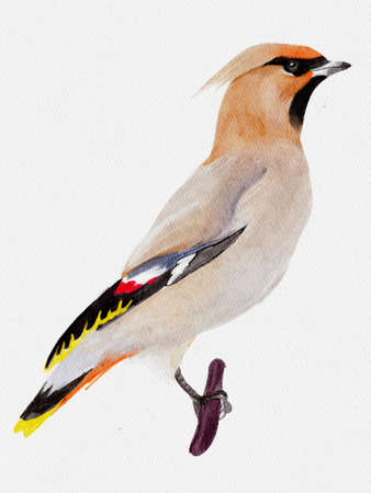 Watercolor waxwing on a branch. Isolated bird on white background, drawing.の写真素材