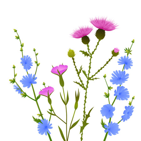 Wildflower bouquet with blooming blue chicory pink thistle and field bindweed flowers isolated on white background botanical illustration of colorful meadow plants with green stems leaves and blossomsのイラスト素材