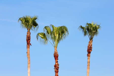 Three palm trees against the skyの写真素材
