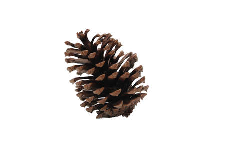 forest pine cone on a white backgroundの写真素材