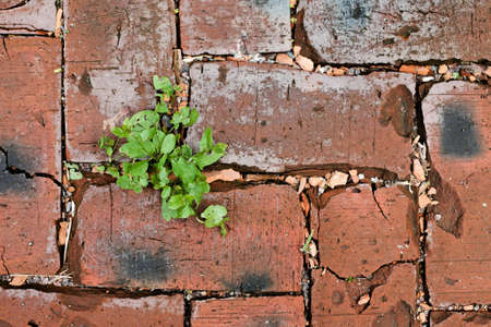 Red bricks texture with green grass, top view, selective focus, close-up