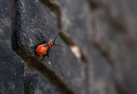 Red bug sitting on the black surface, selective focus, shallow depth of field, macro