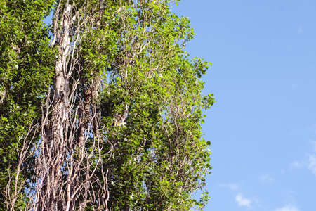Dried tree among green, look up, selective focus, copy space