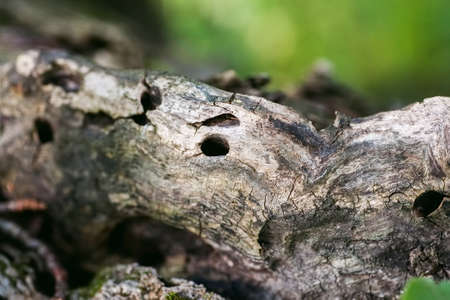 Old tree with holes in it, closeup shot, selective focusの写真素材