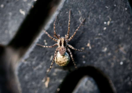 Gray spider on an old tire, shallow depth of field