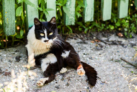 Black with white cat cleaning itself outside, horizontalの写真素材