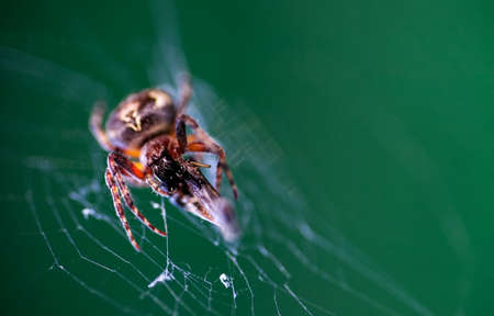 Spider in his web eating victim, macro shotの写真素材