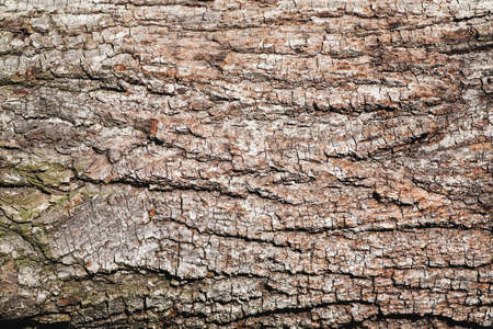 Wood bark background texture, closeup shot, horizontalの写真素材
