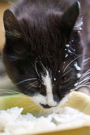 Homeless cat eating from yellow container, selective focus, vrticalの写真素材