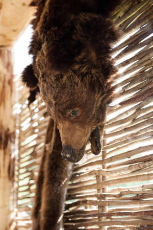Brown bear pelt hanged on a wall. Hunters or poachers trophyの写真素材