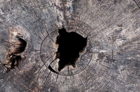 Hole in the center of wooden log, abstract textureの写真素材