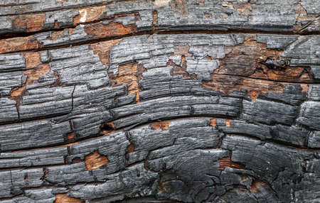 Burned black wood abstract texture, macro shotの写真素材