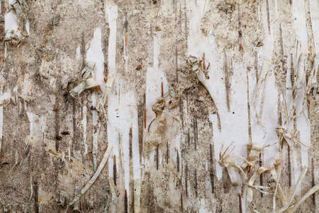 Birch bark texture closeup macro shot, abstract backgroundの写真素材