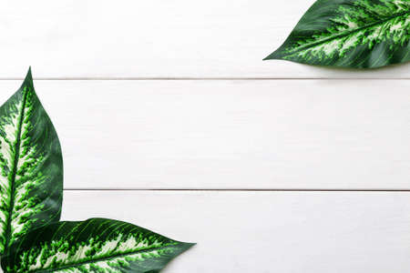 Green leaves in the corners of the frame on a white wooden table, flat lay template with text spaceの写真素材
