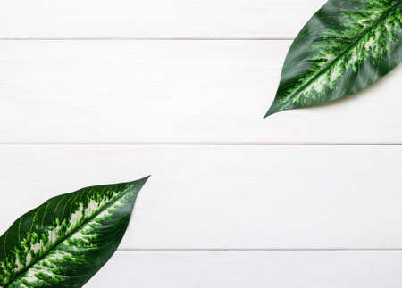 Green leaves on a white wooden table, flat lay templateの写真素材