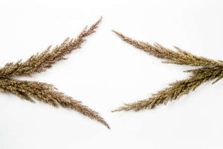 Dried flowers and grass on a white background, flat lay composition, top viewの写真素材