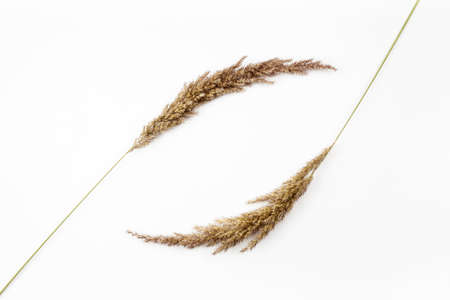 Dried flowers and grass on a white background, flat lay composition, top viewの写真素材
