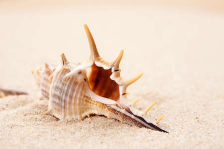 Empty seashell in the sand on a beach, macro shot