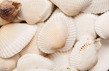 White natural seashells macro shot, abstract texture