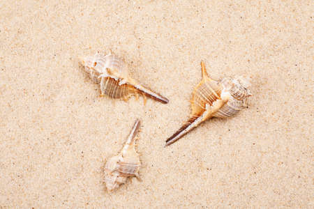Empty seashells in the sand on a beachの写真素材