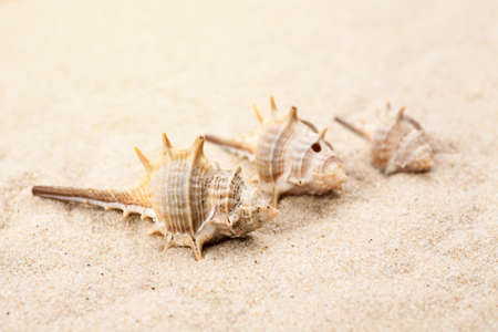 Empty seashells in the sand on a beach