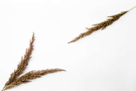 Dried flowers and grass on a white background, flat lay composition, top viewの写真素材