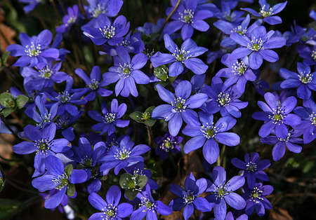 Blue flower