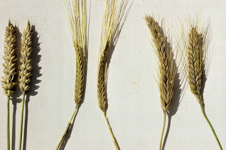 Spikes rye, grain, wheatの写真素材