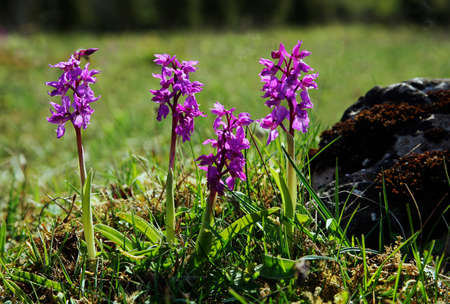 Orchids standing in a rowの写真素材