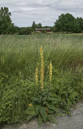 Dark Kungljus yellow flower growing at the roadside