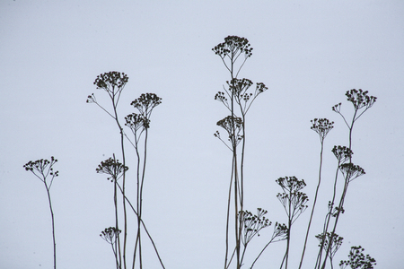 Seed head winter shoots against withe snowの写真素材