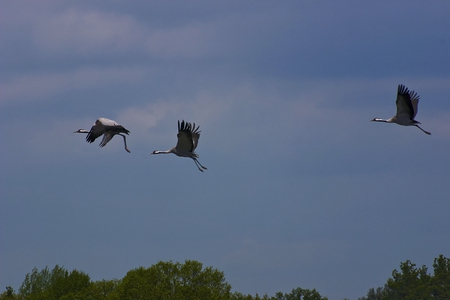 Thre flying cranes against blue skyの写真素材