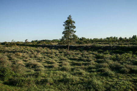 Lonely pine tree in the middle of a meadow.の写真素材