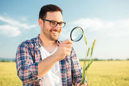 Happy young agronomist or farmer inspecting wheat plant stems with a magnifying glass. Working in a wheat field before the harvest. Organic farming and healthy food production.の写真素材