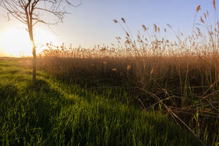 Sunset over cane field and grass with the tree in the backgroud の写真素材