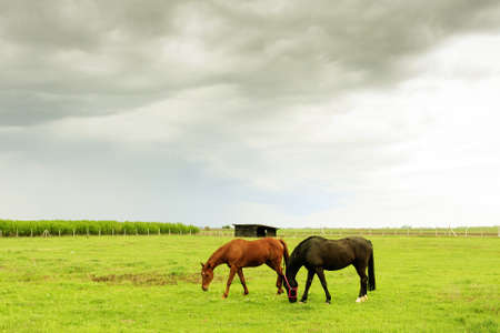 Black and brown horse are eating grass on a big medow with the a storm coming with big grey cloudsの写真素材