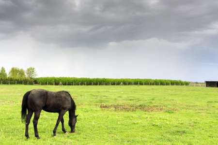 Black horse eats grass on a big medow with the a storm coming with big grey cloudsの写真素材