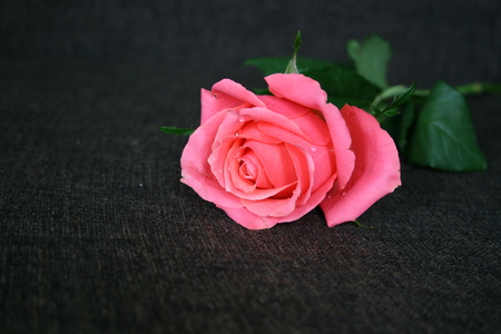 rose on black backgroundの写真素材