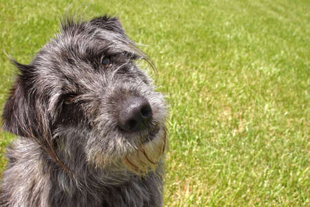 Lost dog tilts its head to listen in an attempt to understandの写真素材